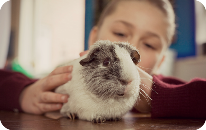 feature-guinea-pig-adopt-a-rescued-guinea-pig-thinkstock-86505242.png